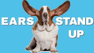 This Sound Compilation Will Make Dogs Ears STAND UP [upl. by Wolpert]