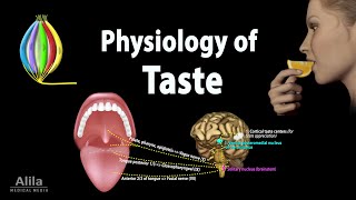 Taste Anatomy and Physiology Animation [upl. by Dlanod234]