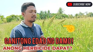 8090 days na Ang Damo kaya pa bang Patayin Ng Herbicide Echinochloa Crusgali o Bulang [upl. by Gerk]