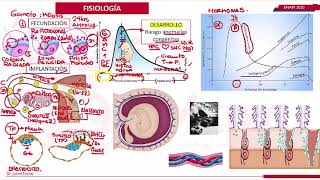 FISIOLOGÍA DE EMBARAZO OBSTETRICIA [upl. by Dilan]