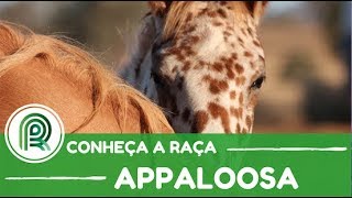 Conheça a história da raça de cavalo appaloosa [upl. by Ahsaercal110]