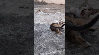 Cat playing with string cat gatinha [upl. by Eecram856]