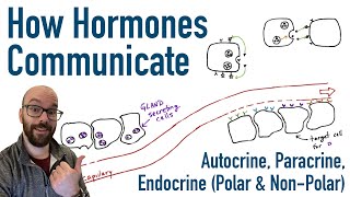 How Hormones Communicate [upl. by Ppilihp87]