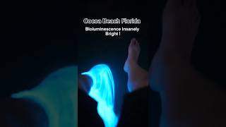 Cocoa Beach Florida Bioluminescence Insanely Bright cocoabeach bioluminescence [upl. by Sarilda]