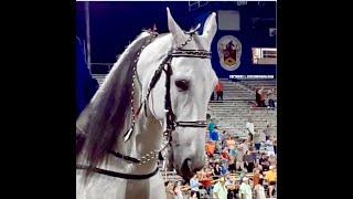 quotHey Tomcatquot  Stake Class Div B At Tennessee Walking Horse Celebration  Aug 29 2020 [upl. by Aysahc]