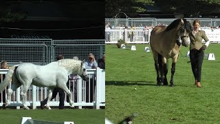 Dublin Horse Show Connemara Pony Stallion Parade RDS 2017 [upl. by Letnom354]