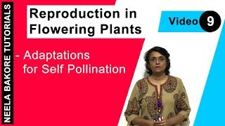 Reproduction in Flowering Plants  NEET  Adaptations for Self Pollination  Neela Bakore Tutorials [upl. by Antipus]