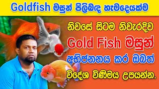 How to Successfully Breed Gold Fish Goldfish Breeding Ultimate Tutorial [upl. by Lobel]