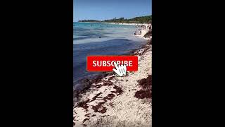 2024 Sargassum Update  Mexico  Playa del Carmen [upl. by Netsryk917]