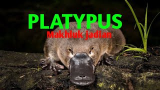 Platipus makhluk yang mengelirukan ilmuan dan sains [upl. by Keldon]