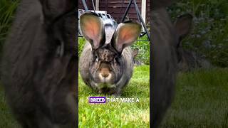 Part4 the best rabbit breeds that make a wonderful pets 🐰 [upl. by Jarek]