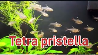 Pez tetra pristella o tetra rayos x un pez casi indestructible pristella maxillaris [upl. by Amalbena898]