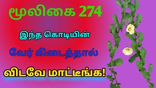 முதியார் கூந்தல்சவுரிக்கொடிMuthiyar koonthalMerremia tridentataஅலசல்Alasal [upl. by Hodgson401]