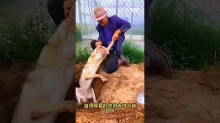 I found a foxHe gets stuck in the hole youtubeshorts viralvideo sort [upl. by Nordin2]