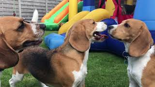 FUNNY BEAGLE POOL PARTY COMPILATION EP5 [upl. by Mossolb]