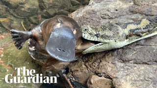 Carpet python discovered with platypus in its mouth in Australian creek [upl. by Aneleasor]