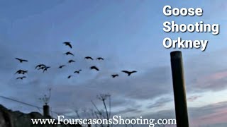 Goose shooting in Orkney 202223 [upl. by Enileuqaj905]