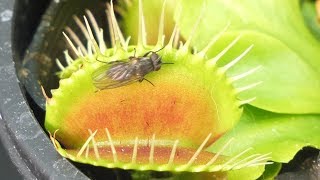 【4K】Venus Flytrap vs Fly ハエトリグサがハエを食べる瞬間【食虫植物TV】 [upl. by Aiynot]