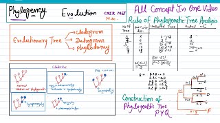 Phylogeny evolution  molecular tools in phylogeny  cladistic rule for phylogenetic tree analysis [upl. by Nuawed]