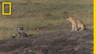 Photographing Lions With Technology  National Geographic [upl. by Atirb765]