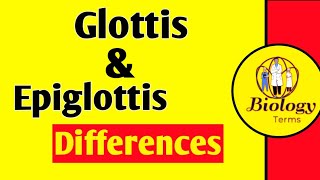 Glottis and Epiglottis Differences📖💕  Air Passageway  What is Glottis  What is Epiglottis [upl. by Dannica]