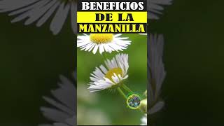 Beneficios de la Manzanilla Propiedades Usos y Cómo Prepararla [upl. by Turley]