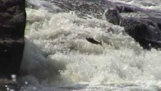 Fly Fishing  Penobscot River Salmon Jumping [upl. by Hampton]