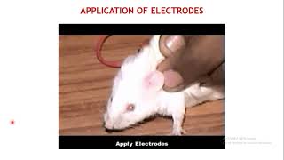 Anticonvulsant Activity Maximal Electroshock Method [upl. by Enomar422]