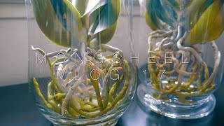 호접란 수경재배할때 주의사항 full water culture orchids things you need to watch out for English sub [upl. by Stannfield375]