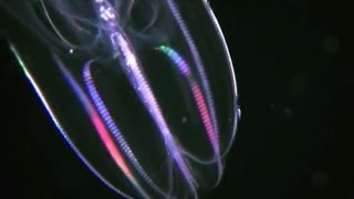 Facts The Comb Jelly Ctenophora [upl. by Agosto]