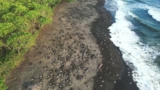 Arribada Playa Ostional Costa Rica Drone 4k Olive Ridley Turtles [upl. by Ayalat]