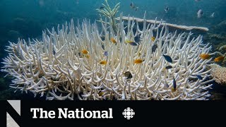 Coral reefs experiencing mass bleaching event [upl. by Whitehouse]