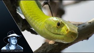 Green Mamba Stalking Behavior 01 Footage [upl. by Arihas]