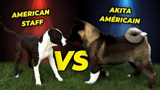 CHIOT AMERICAN STAFF VS AKITA AMÉRICAIN [upl. by Avir]