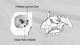 LACRIMAL BONE [upl. by Bocoj]