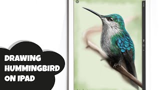 IPAD ART HOW I DRAW A HUMMINGBIRD WITH PAPER BY FIFTYTHREE [upl. by Nellahs]