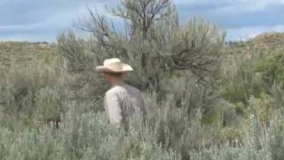 Basin Big Sagebrush [upl. by Yanehs]