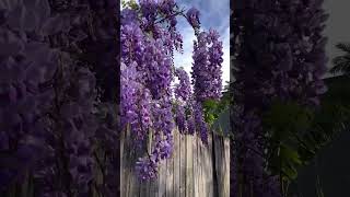 Wisteria blooming in spring [upl. by Woodward]