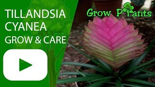 Tillandsia cyanea  grow and care Houseplant [upl. by Hgalehs]