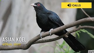 Asian Koel Singing  Nature Web [upl. by Mcmaster]