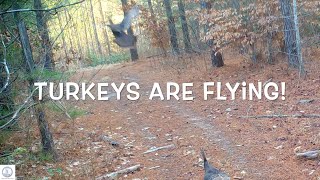 Turkeys fly up to the trees Bobcat sneaking around Deer jump across an active stream [upl. by Ayihsa]