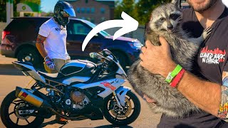 Kawi the Raccoons Last Ride with Me [upl. by Griseldis]