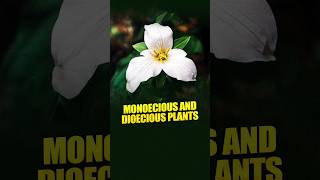 II Monoecious and Dioecious Plants II [upl. by Ecnahoy]