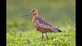 Bar Tailed Godwit Bird Call [upl. by Compton]