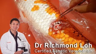 Fish pond EMERGENCY pH crash skin ulcers septicaemia in koi fish [upl. by Leslee]