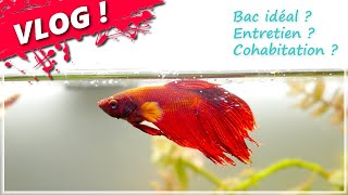 🟢UN AQUARIUM  UN BETTA Présentation amp entretien [upl. by Siulesoj]