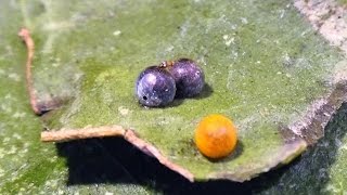 Chalcid Wasps hatching from Giant Swallowtail eggs [upl. by Corneille]