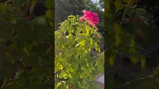 Beautiful Midsummer Blooms in the Garden 🌸 dahlias zinnia cosmos [upl. by Acissaj833]