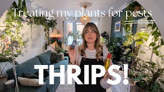 HELP I found THRIPS 😵 How to treat your houseplants for pests 🪳 [upl. by Arlene]