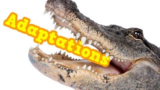 What are Adaptations Definition  examples of adaptations to different ecosystems eating amp more [upl. by Mahmoud]